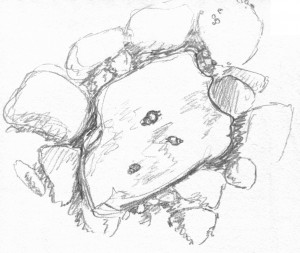 Pencil sketch of small (~1 cm) adult snails on a piece of shell