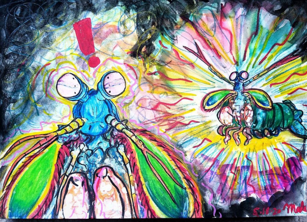 Umwelt illustration! Artist's interpretation of what a Peacock mantis shrimp might perceive visually...