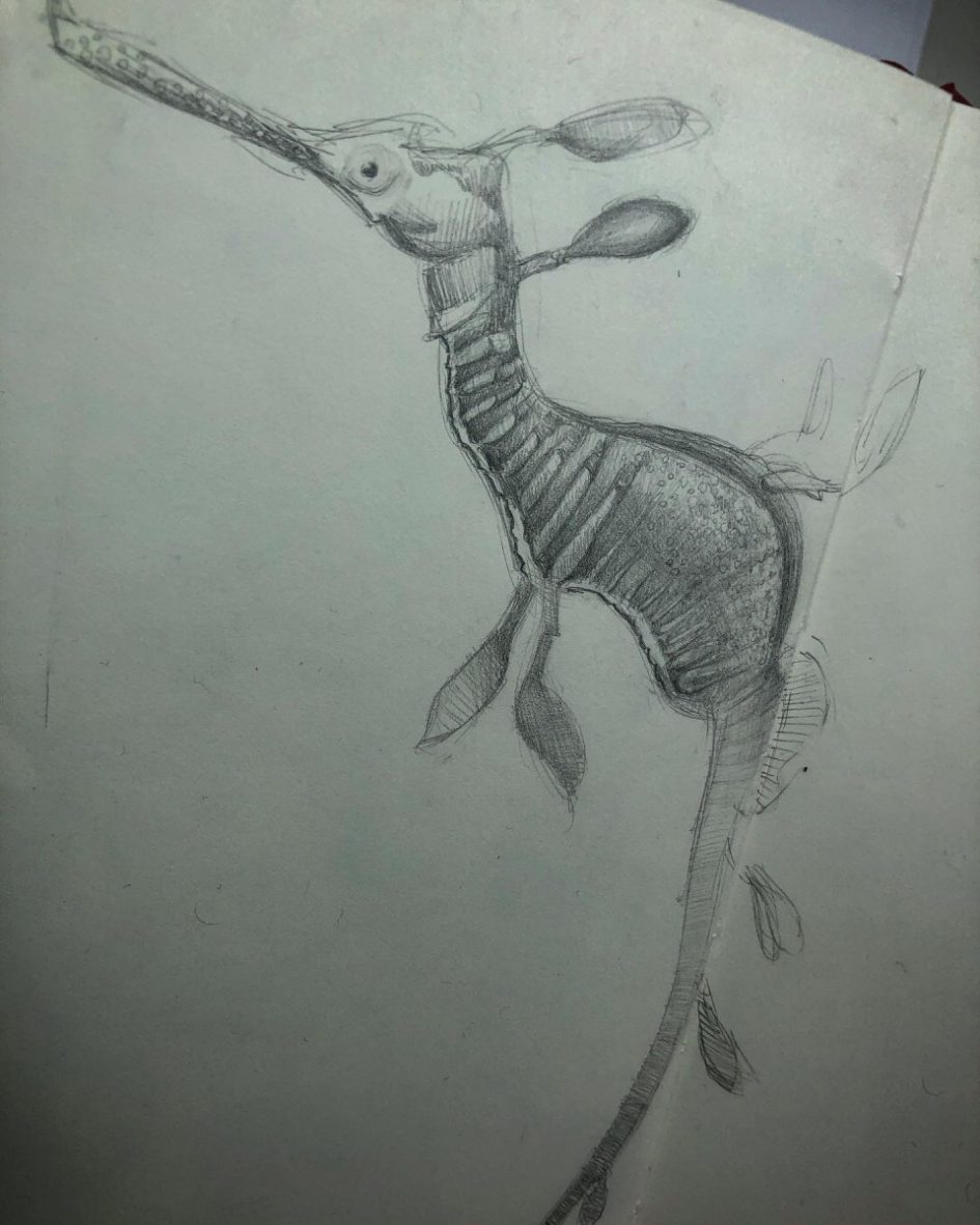 weedy sea dragon drawing