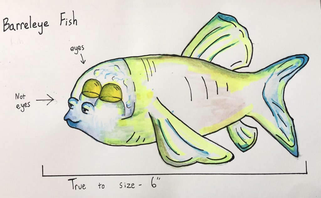 Barreleye Fish (Macropinna microstoma)