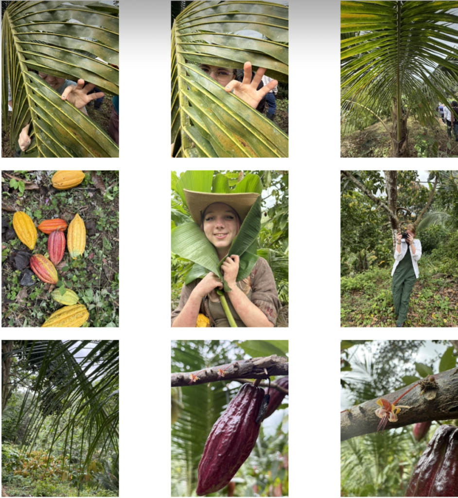 cocoa excursions