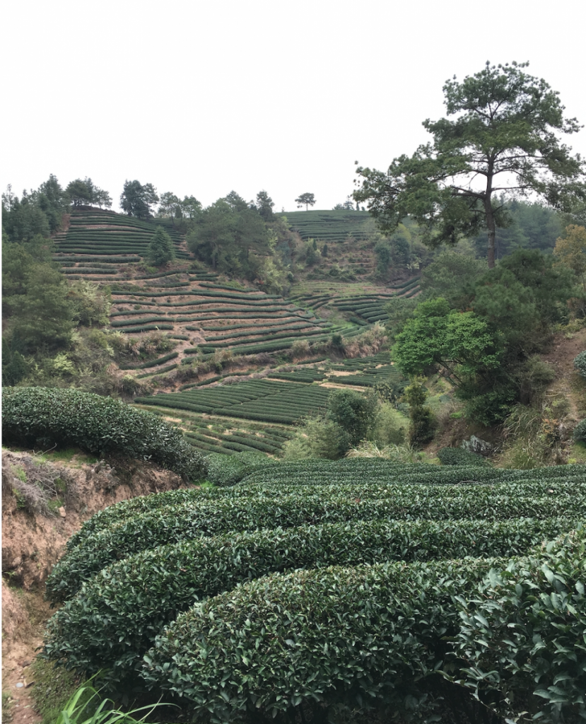 tea field in China