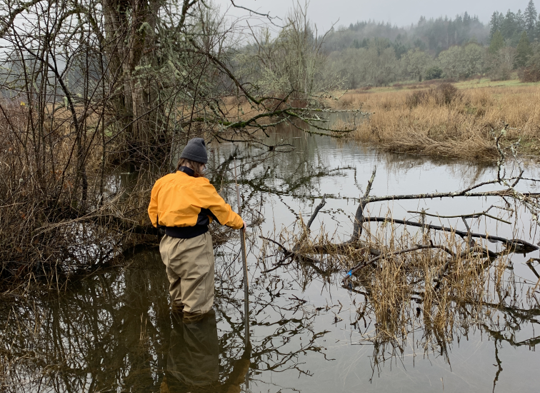 Student standing in a slow-moving stream measuring water depth