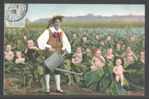 A 1905 postcard depicting a  baby farmer in a cabbage patch. 