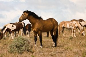 Wild horses on Umatilla Reservation [Credit: Maggie Rothauge]