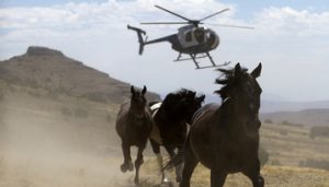  Horses rounded up by BLM Helicopter [Credit: Horses for Life Foundation]