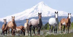 Wild Horses on Warm Springs Reservation (OR) [Credit: The Bulletin]