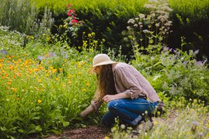 A student harvesting calendula from the garden in summer, 2017 – Photo by Tari Gunstone