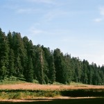 Redwood Forest