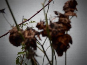 DSCN0422
