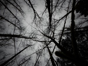 DSCN0694