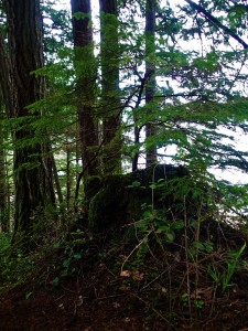 Young tree in nurse log
