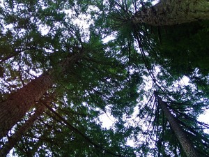 Vertical view of canopy