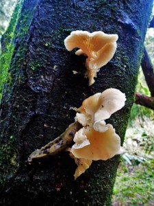 Slug and fungus living on tree
