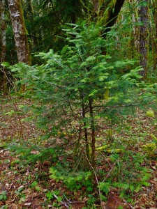 Young tree