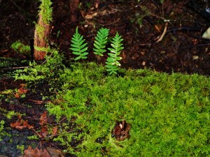 Ferns and moss on log