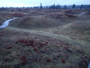 The Mima Mounds Prairie. There is very little prairie land left in the Puget Sound.