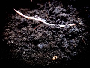 Spring invertebrates