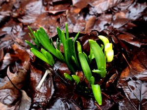 Daffodils coming up earlier than expected.
