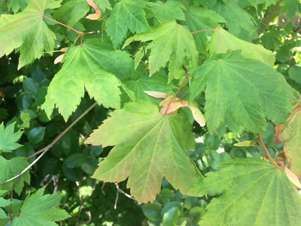 vine maple leaf