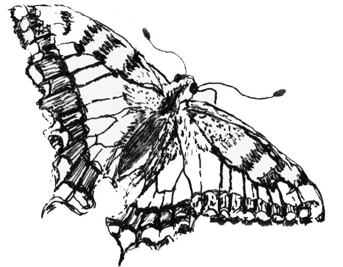 Western Tiger Swallowtail