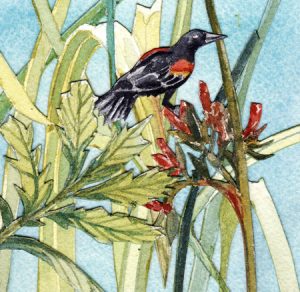 Red-Winged Blackbird, Lingby Sedge, and Pacific Silverweed