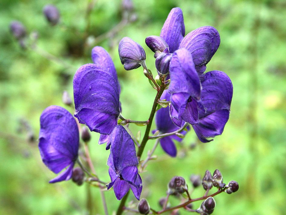 poisonous wolfsbane plant