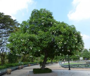 This tree grows to a height of 6-15 meters, and produces a small mango like fruit. Inside this fruit is a kernel containing the seeds of the plant [Gaillard., et al 2004]. The kernel is about 1.5-2 cm, and contains high concentrations of cerberin [Gaillard., et al 2004]. 