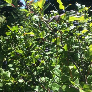 mountain huckleberry delectable ripe