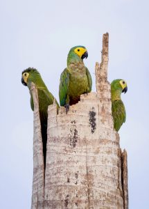 Ninho_de_Maracanã-do-buriti,_Red-bellied_Macaw's_nest_(Orthopsittaca_manilatus)