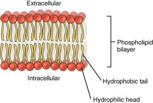 lipid bilayer