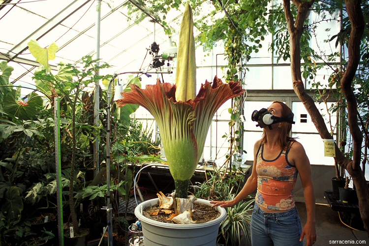 Amorphophallus titanum with an appropriately clad admirer.  (Photo by Barry Rice. 2005.)