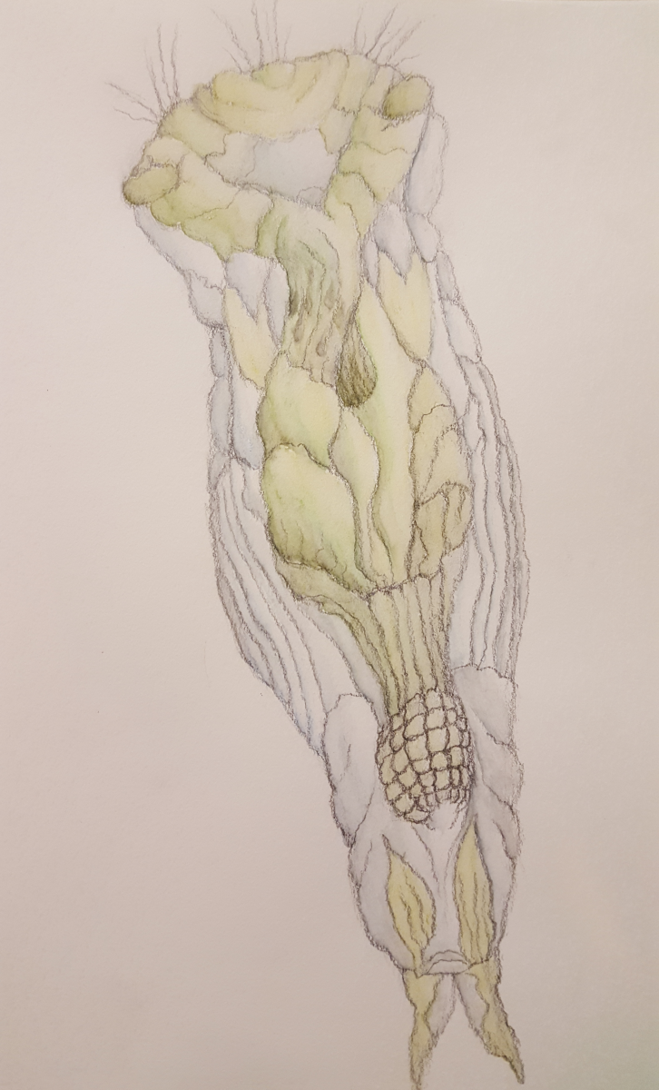 Rotifer Watercolor