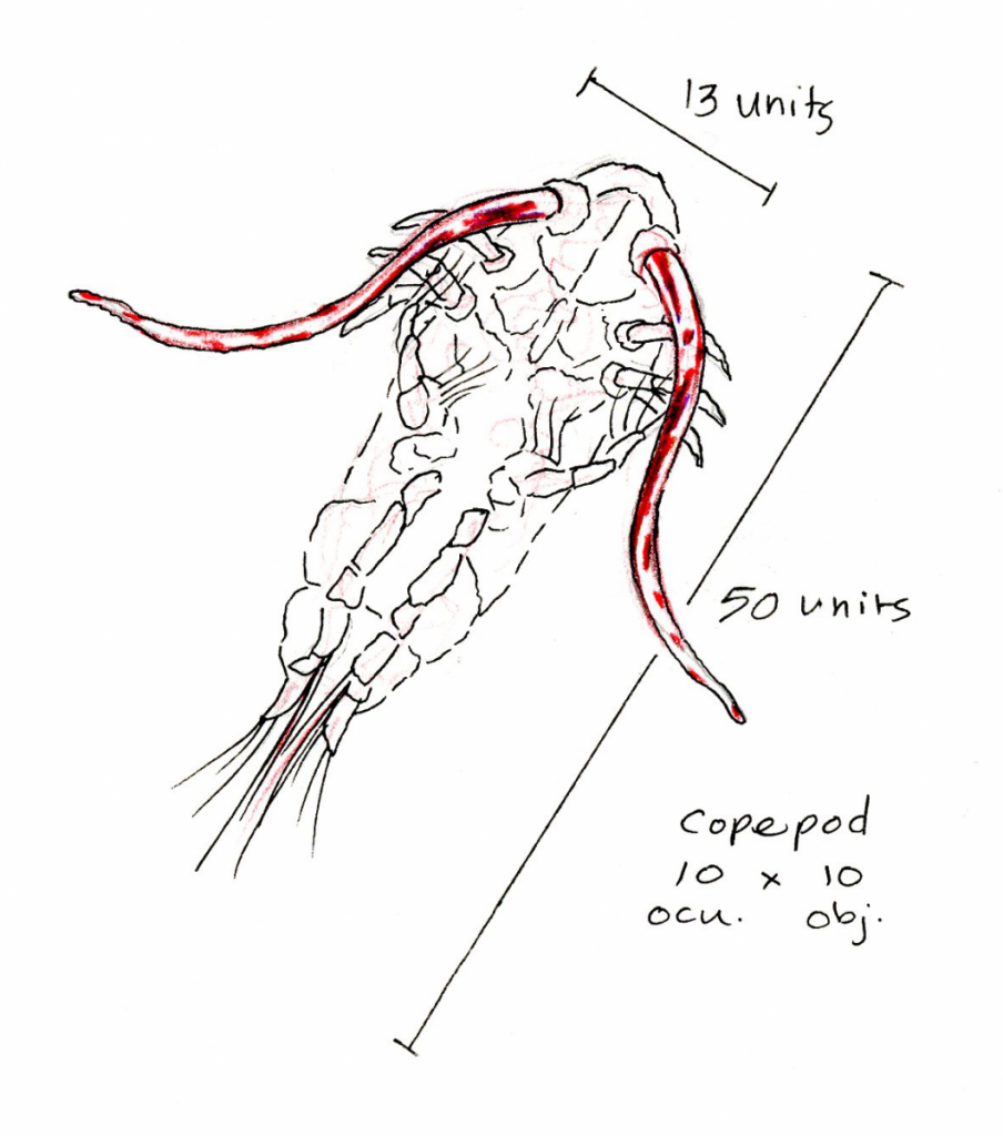 copepod1chels